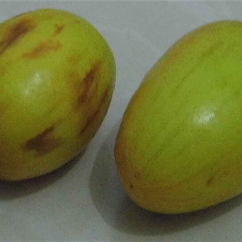 السدر