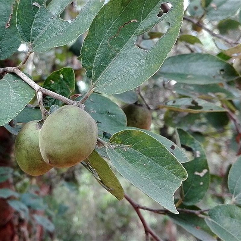 سدر عماني بذري