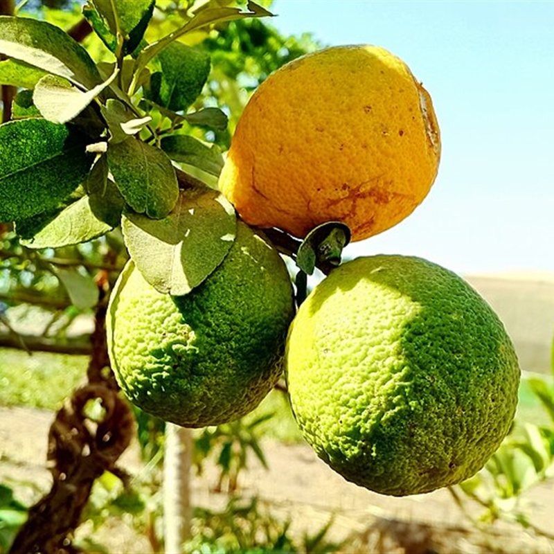ليمون ليترا النادر