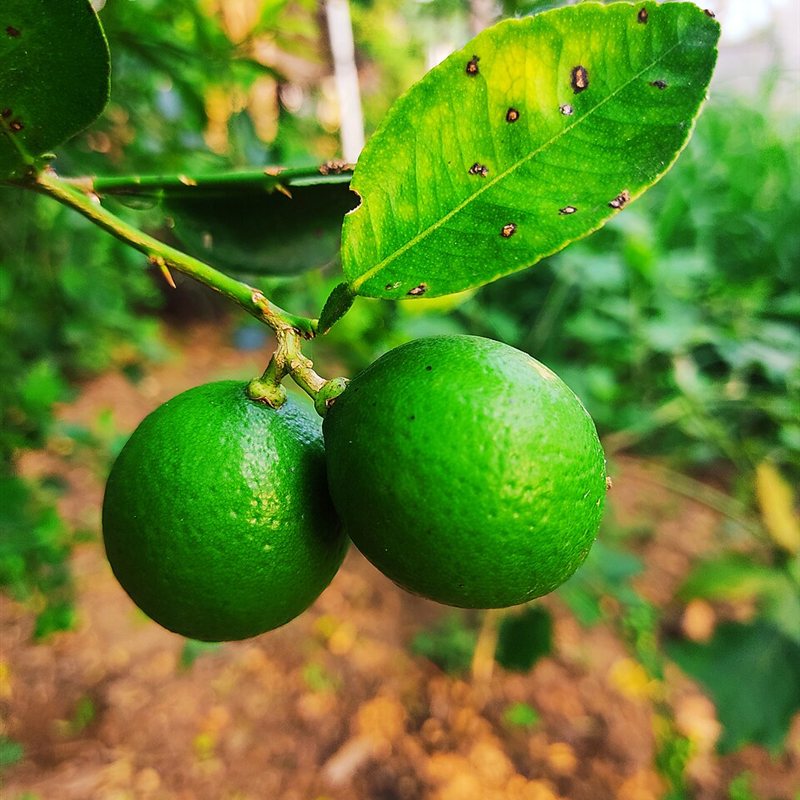 ليمون عماني بذري (مترين)