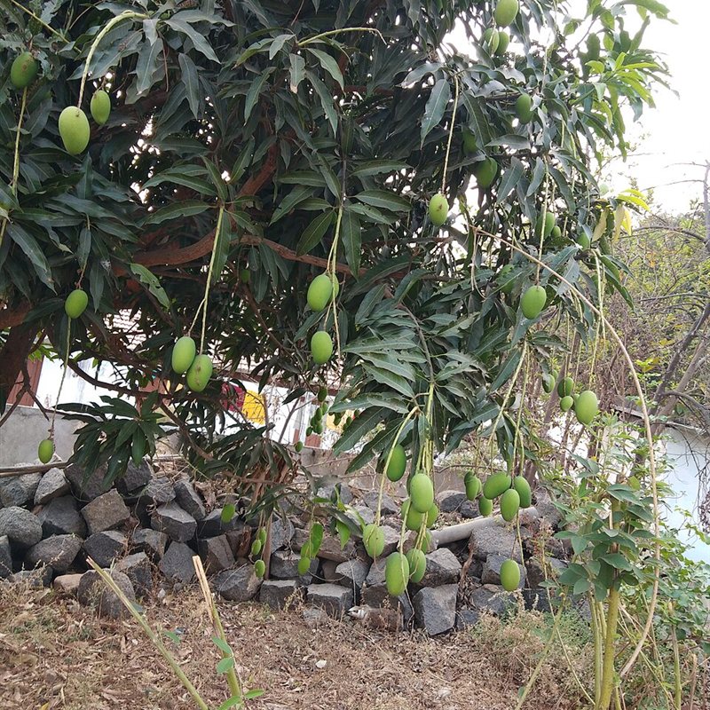 مانجو نعومي (مثمر على طول)