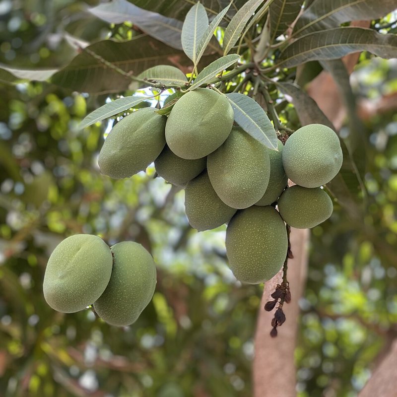 مانجو زعفراني